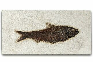 Detailed Fossil Fish (Knightia) - Wyoming #382916