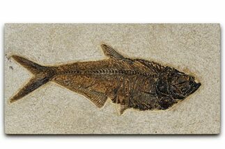 Detailed Fossil Fish (Diplomystus) - Wyoming #382917