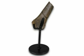 Fossil Dromaeosaur Femur Section w/ Metal Stand - South Dakota #383103