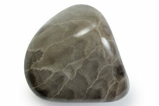 Polished Petoskey Stone (Fossil Coral) - Michigan #383078