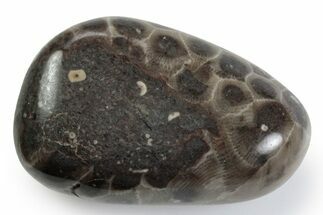 Polished Petoskey Stone (Fossil Coral) - Michigan #383079