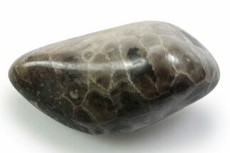 Polished Petoskey Stone (Fossil Coral) - Michigan #383082