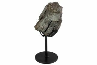 Fossil Theropod Vertebra Section w/ Metal Stand - Colorado #383239