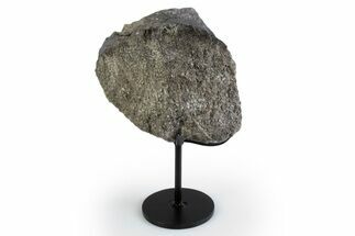 Fossil Sauropod Partial Vertebra Process w/ Metal Stand - Colorado #383242