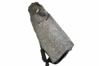 Fossil Sauropod Rib Section with Metal Stand - Colorado #383262
