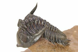 Impressive Metacanthina Trilobite - Lghaft, Morocco #382868