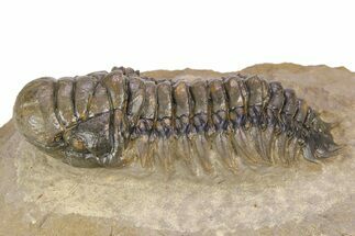 Colorful Crotalocephalina Trilobite - Atchana, Morocco #383212
