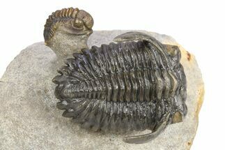 Flying Hollardops Trilobite With Gerastos - Orange Eye Facets #383223