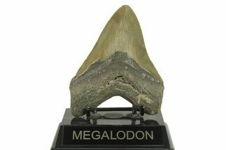 Serrated, Fossil Megalodon Tooth - North Carolina #382607