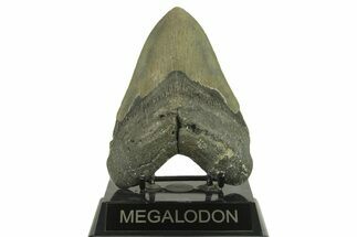 Serrated, Fossil Megalodon Tooth - North Carolina #382611