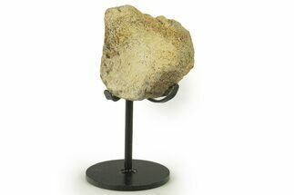 Fossil Triceratops Limb Section w/ Metal Stand - South Dakota #383113