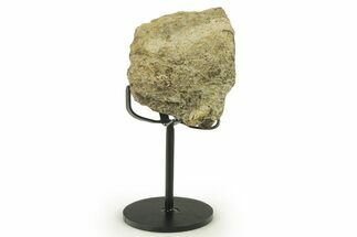 Dinosaur (Triceratops) Frill Shield Section w/ Stand - South Dakota #383144