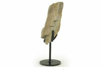 Fossil Sauropod Limb Bone Section with Metal Stand - Colorado #383147