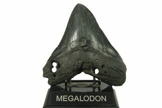 Huge, Fossil Megalodon Tooth - South Carolina #383196