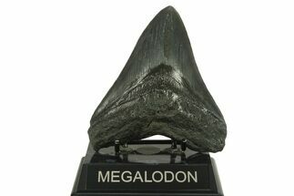 Fossil Megalodon Tooth - South Carolina #383201