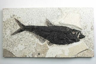 Detailed Fossil Fish (Diplomystus) - Wyoming #382834