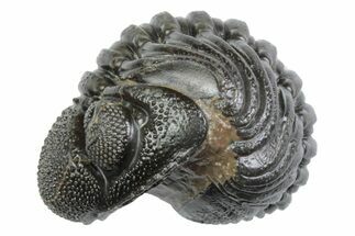 Wide, Bumpy Enrolled Morocops Trilobite - Morocco #383418