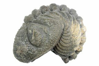 Wide, Bumpy Enrolled Morocops Trilobite - Morocco #383422