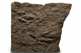 Shale with Two Dinosaur (Grallator) Footprints - Massachusetts #383427