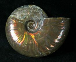 Flashy Red Iridescent Ammonite Fossil - Wide #20051