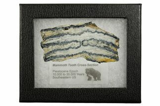 Mammoth Molar Slice With Case - South Carolina #377850