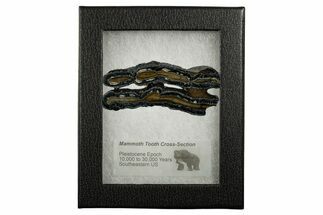 Mammoth Molar Slices With Case - South Carolina #377856