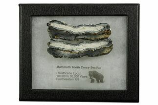 Mammoth Molar Slices With Case - South Carolina #377858