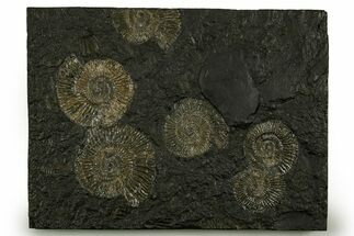 Fossil Ammonite (Dactylioceras) Cluster - Posidonia Shale, Germany #378174