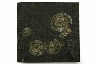 Fossil Ammonite (Dactylioceras) Cluster - Posidonia Shale, Germany #378180