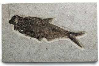 Detailed Fossil Fish (Diplomystus) - Wyoming #382823