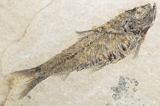 Detailed Fossil Fish (Knightia) - Wyoming #382846