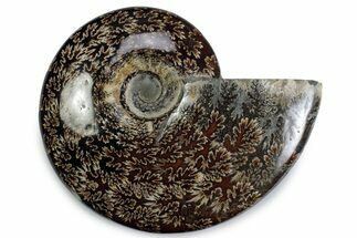 Polished Ammonite (Cleoniceras) Fossil - Madagascar #383610
