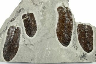 Carboniferous Fossil Fern (Neuropteris) Plate - France #383552
