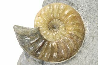 Jurassic Ammonite (Asteroceras) Fossil - Dorset, England #383574