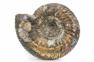 Jurassic Ammonite Fossil - Sengenthal, Germany #383606