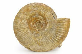 Wide Jurassic Ammonites (Bigotites) Fossil - Évrecy, France #383642