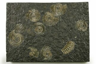 Fossil Ammonite Cluster - Posidonia Shale, Germany #383722