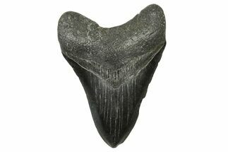 Fossil Megalodon Tooth - South Carolina #383645