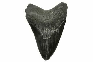 Fossil Megalodon Tooth - South Carolina #383646