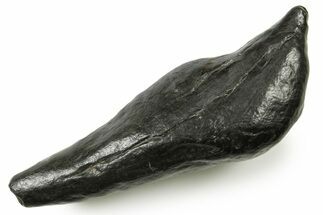 Fossil Sperm Whale (Scaldicetus) Tooth - South Carolina #383653