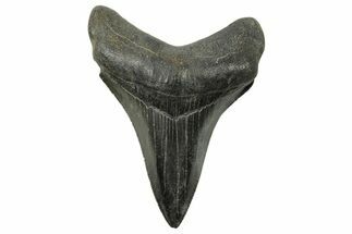 Serrated, Fossil Megalodon Tooth - South Carolina #383698