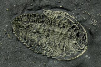 Pyritized Triarthrus Trilobite with Appendages - New York #383765