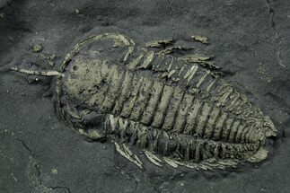 Pyritized Triarthrus Trilobite with Appendages - New York #383768