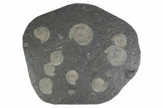 Fossil Ammonite Cluster - Posidonia Shale, Germany #383761