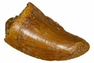 Bargain, Serrated Raptor Tooth - Real Dinosaur Tooth #376813