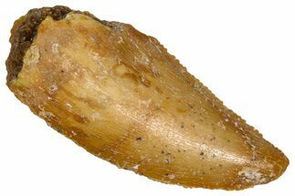 Serrated Raptor Tooth - Real Dinosaur Tooth #376815