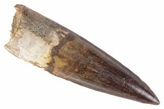 Fossil Spinosaurus Tooth - Real Dinosaur Tooth #383800