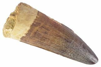 Fossil Spinosaurus Tooth - Real Dinosaur Tooth #383803