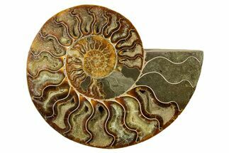 Cut & Polished Ammonite Fossil (Half) - Madagascar #383982