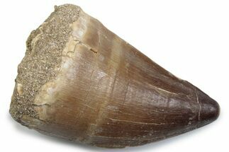 Fossil Mosasaur (Thalassotitan) Tooth - Morocco #384045